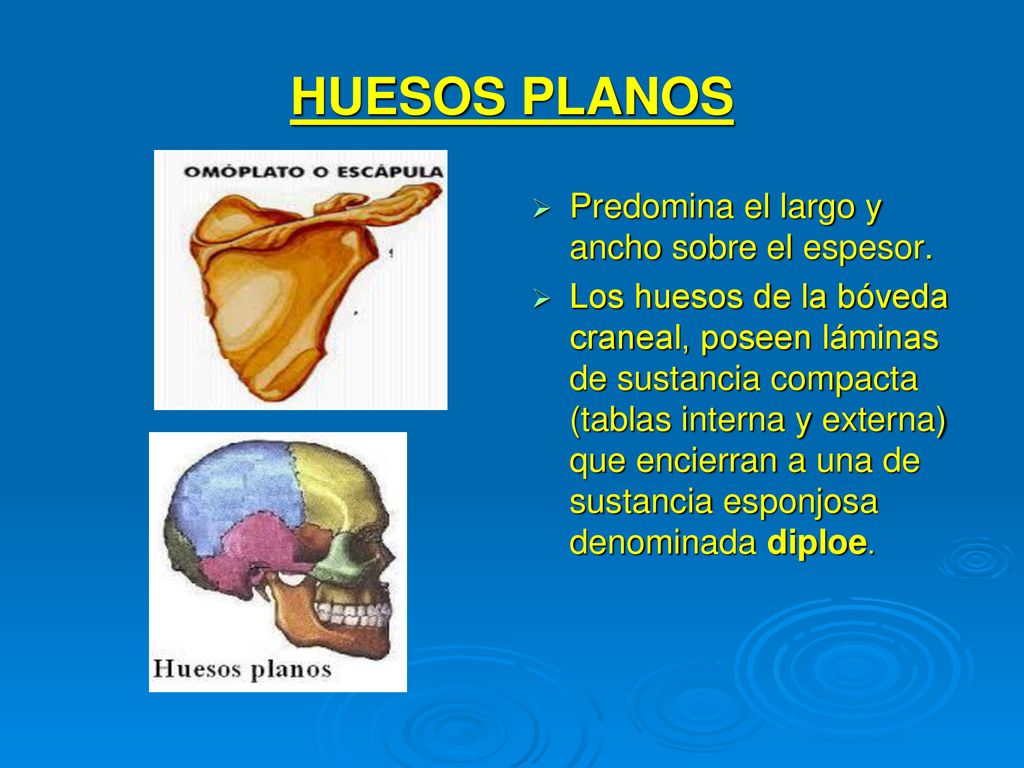 HUESOS PLANOS Predomina el largo y ancho sobre el espesor.