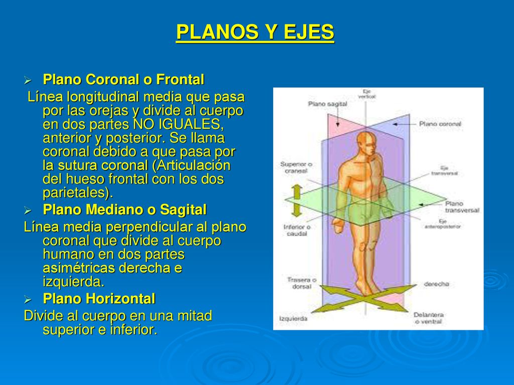 PLANOS Y EJES Plano Coronal o Frontal