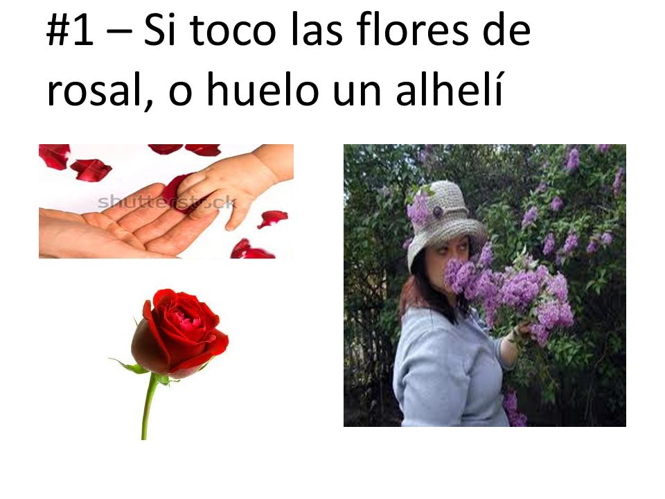 #1 – Si toco las flores de rosal, o huelo un alhelí