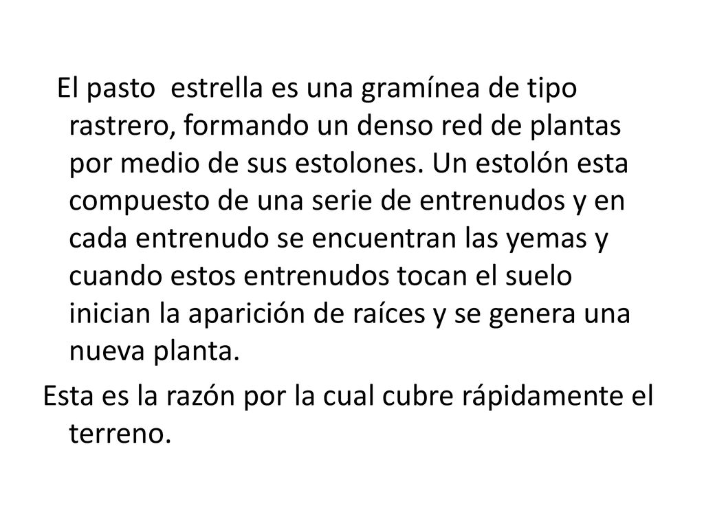El pasto estrella es una gramínea de tipo rastrero, formando un denso red de plantas por medio de sus estolones.