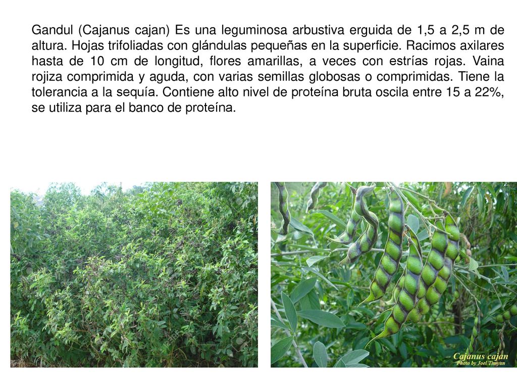 Gandul (Cajanus cajan) Es una leguminosa arbustiva erguida de 1,5 a 2,5 m de altura.