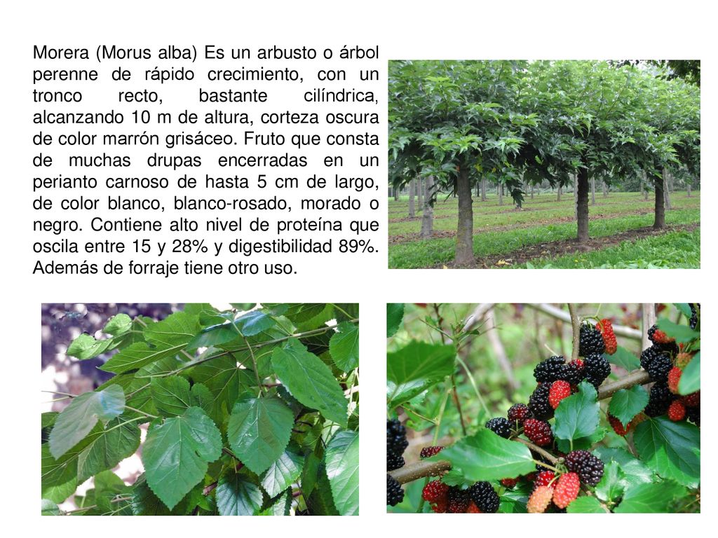Morera (Morus alba) Es un arbusto o árbol perenne de rápido crecimiento, con un tronco recto, bastante cilíndrica, alcanzando 10 m de altura, corteza oscura de color marrón grisáceo.