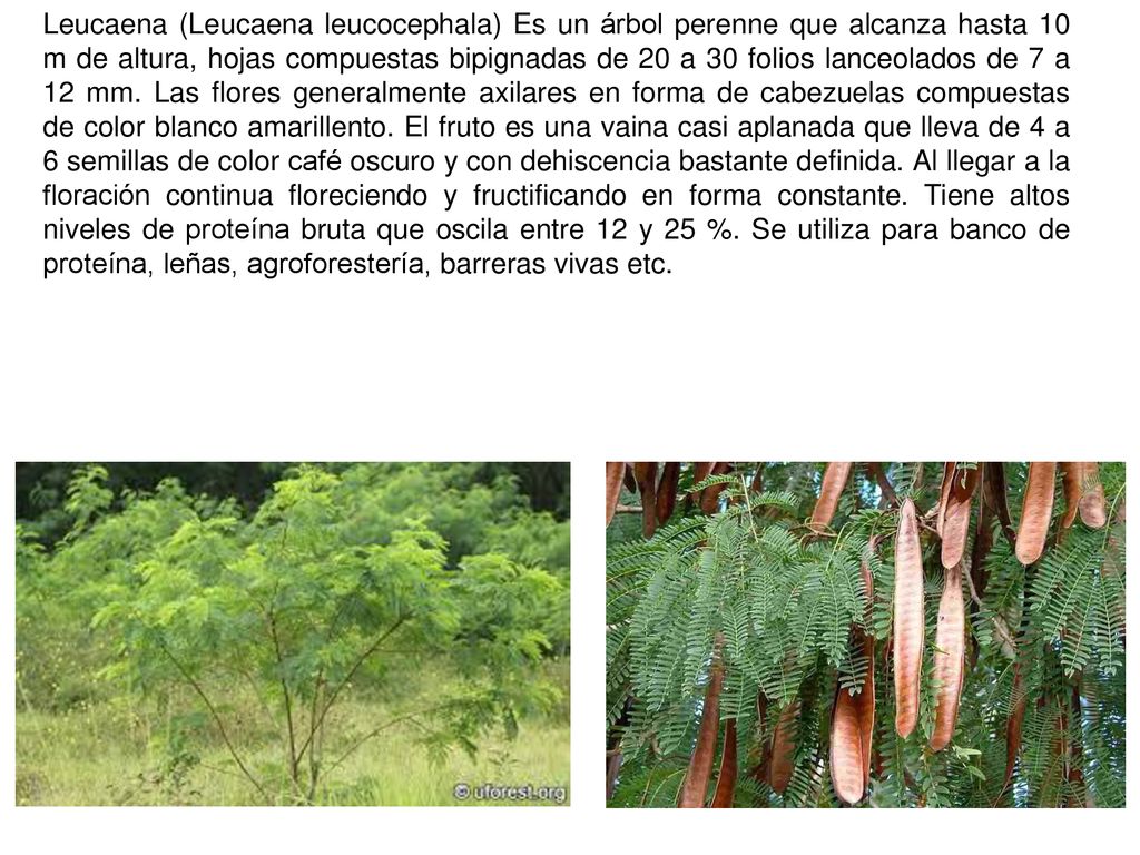 Leucaena (Leucaena leucocephala) Es un árbol perenne que alcanza hasta 10 m de altura, hojas compuestas bipignadas de 20 a 30 folios lanceolados de 7 a 12 mm.
