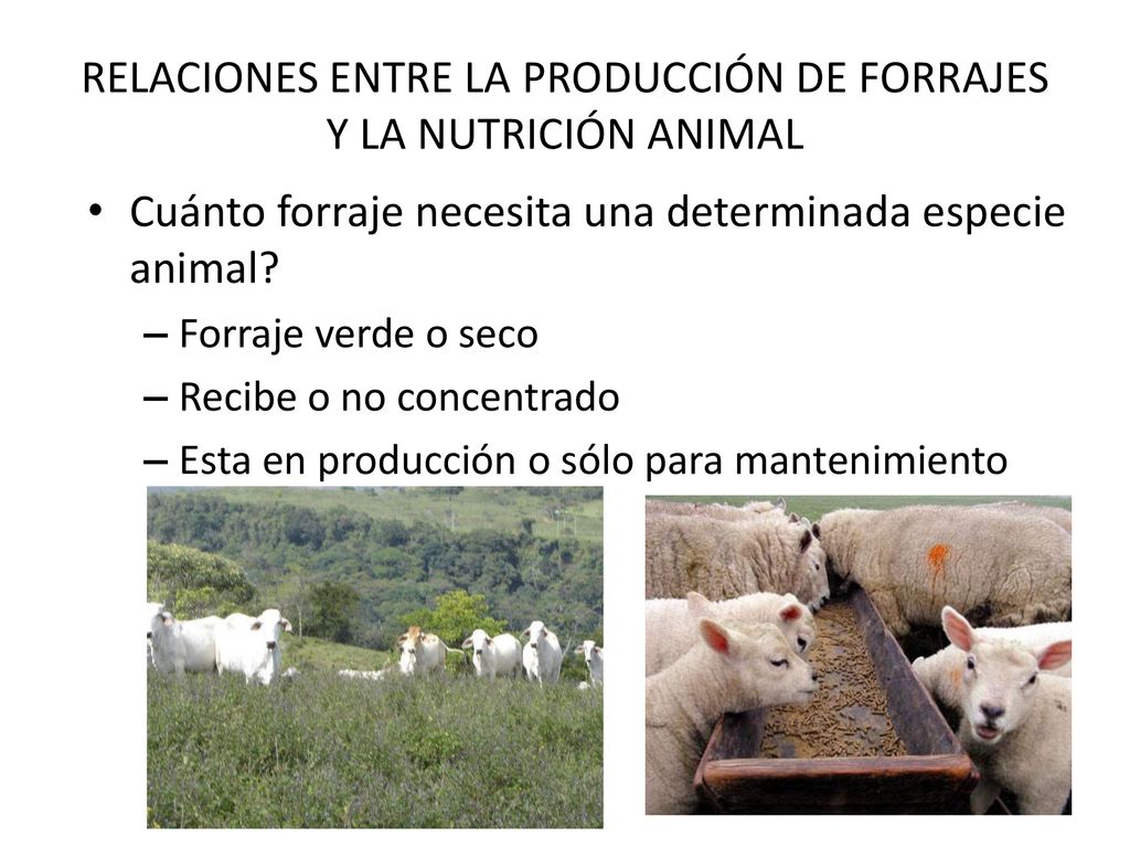 RELACIONES ENTRE LA PRODUCCIÓN DE FORRAJES Y LA NUTRICIÓN ANIMAL
