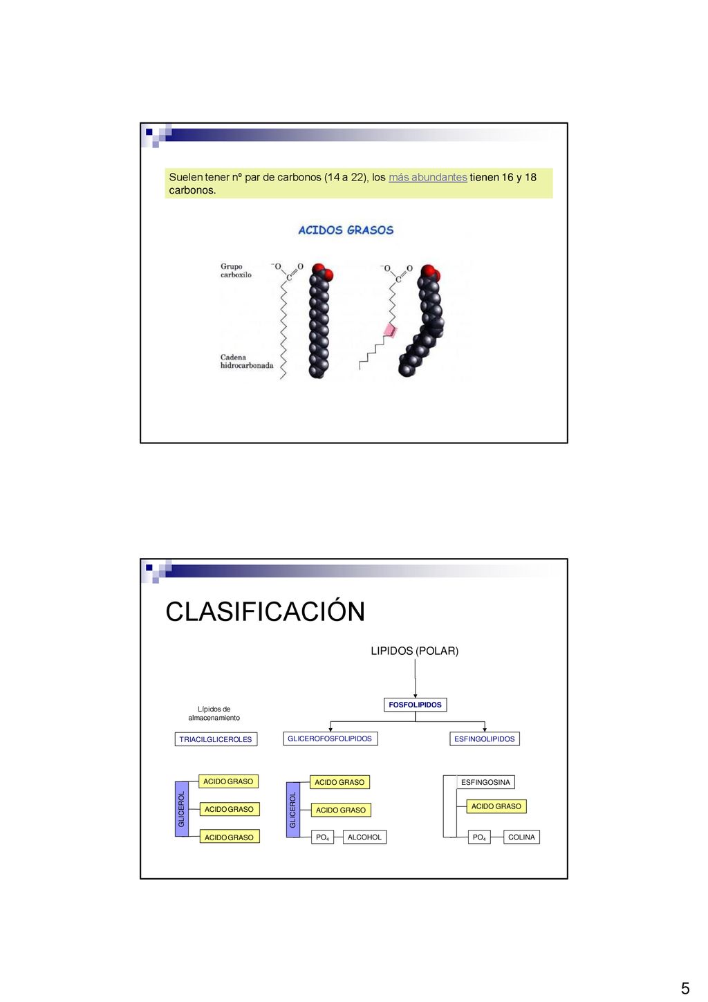 Suelen tener nº par de carbonos (14 a 22), los más abundantes tienen 16 y 18 carbonos.