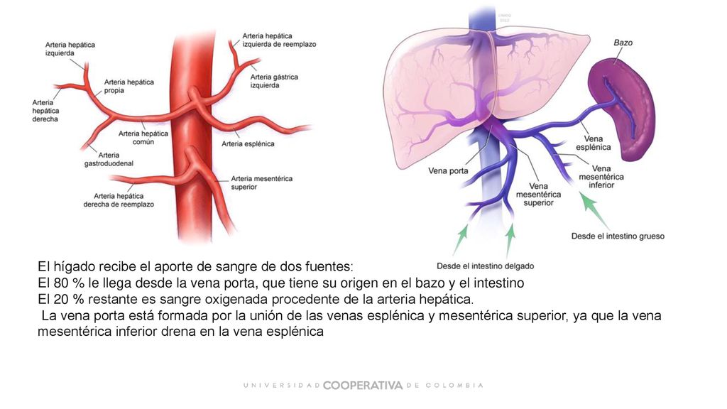 arteria hepatica