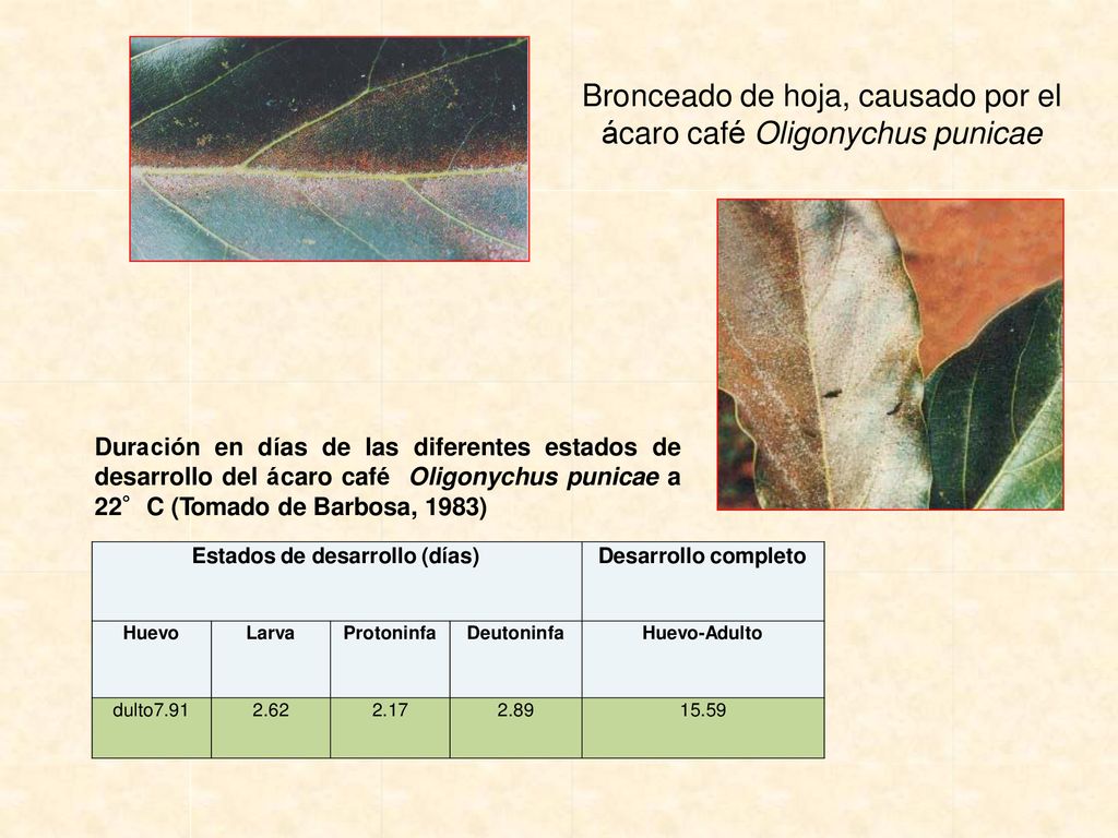 Bronceado de hoja, causado por el ácaro café Oligonychus punicae