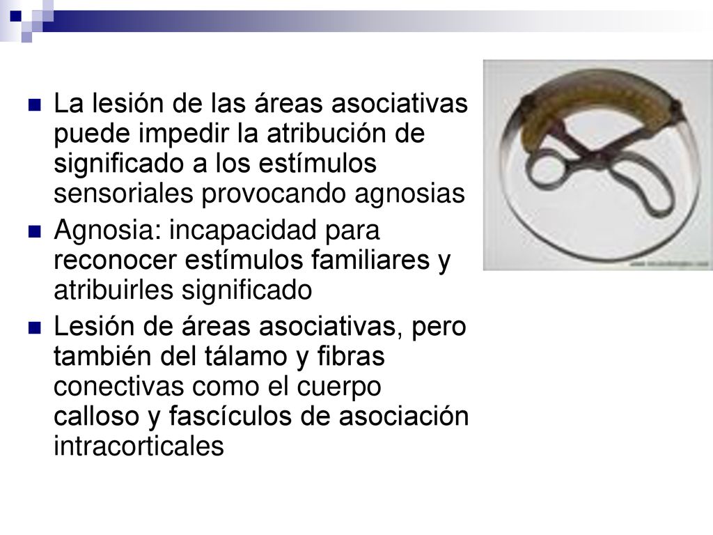 La lesión de las áreas asociativas puede impedir la atribución de significado a los estímulos sensoriales provocando agnosias