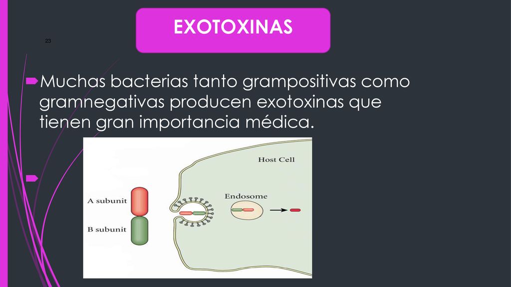 EXOTOXINAS Muchas bacterias tanto grampositivas como gramnegativas producen exotoxinas que tienen gran importancia médica.