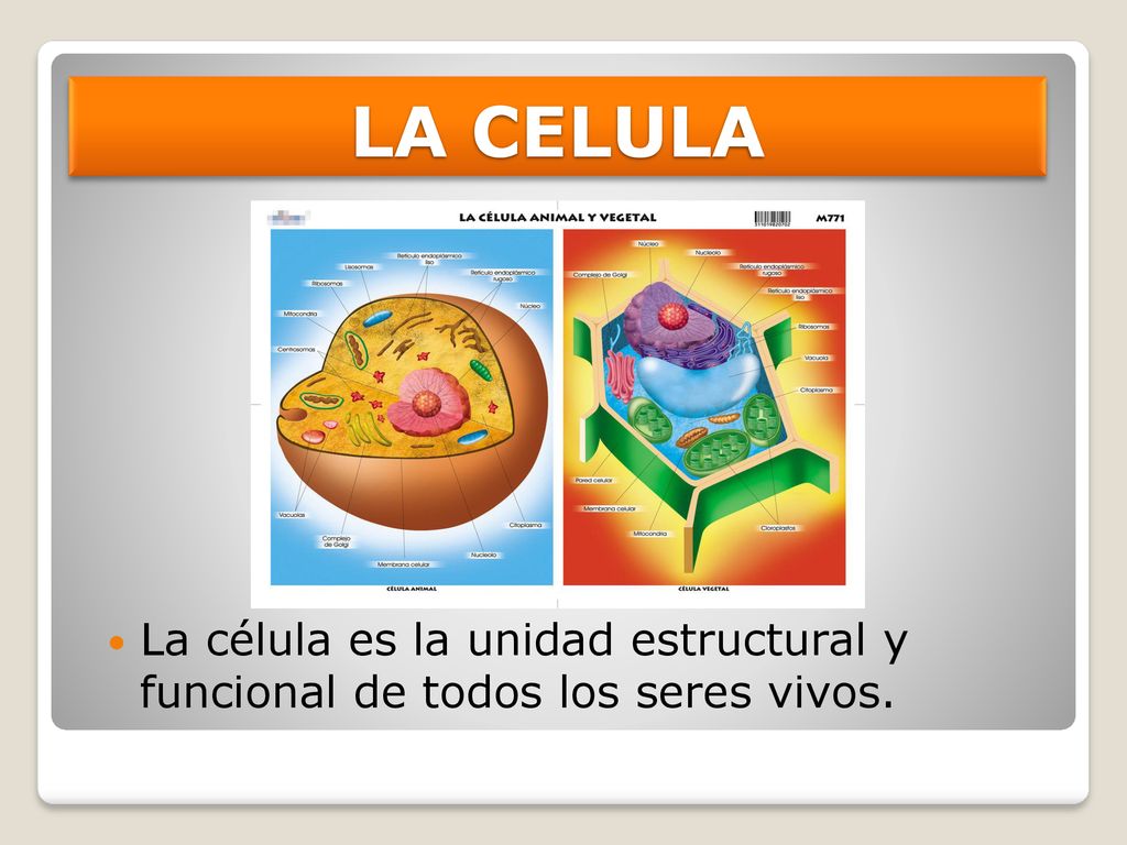 LA CELULA La célula es la unidad estructural y funcional de todos los seres vivos.