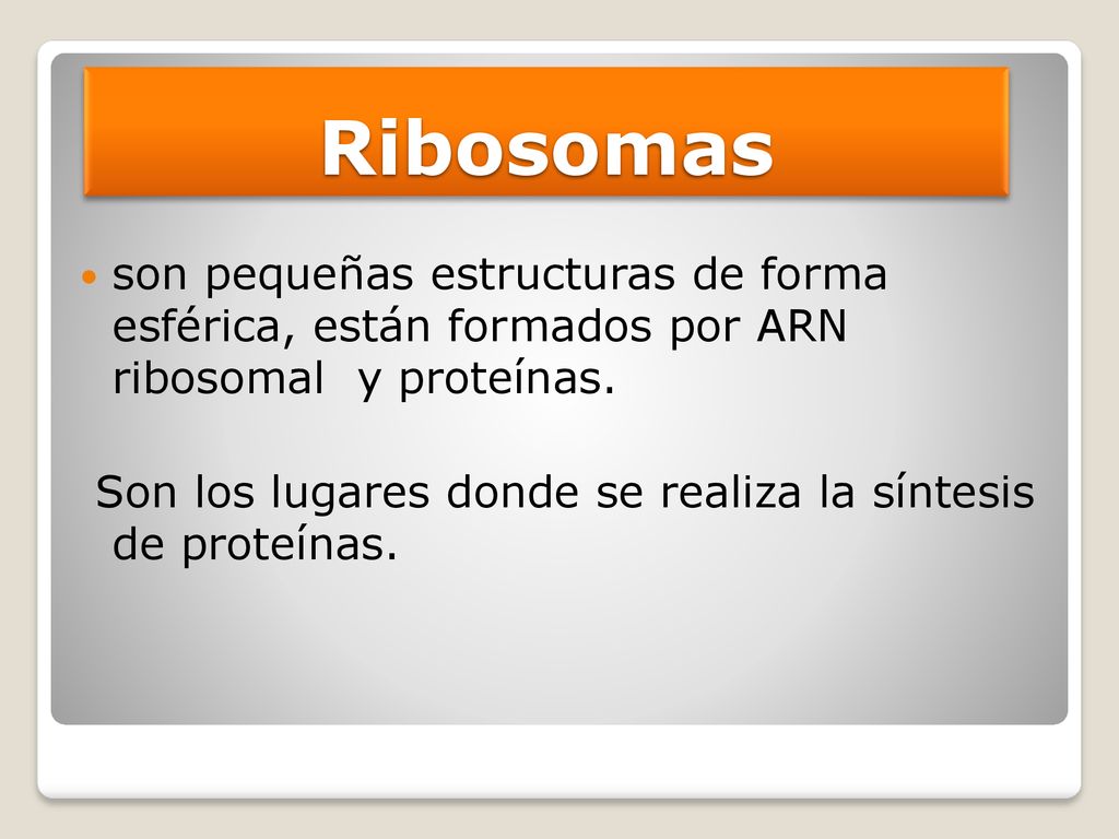 Ribosomas son pequeñas estructuras de forma esférica, están formados por ARN ribosomal y proteínas.