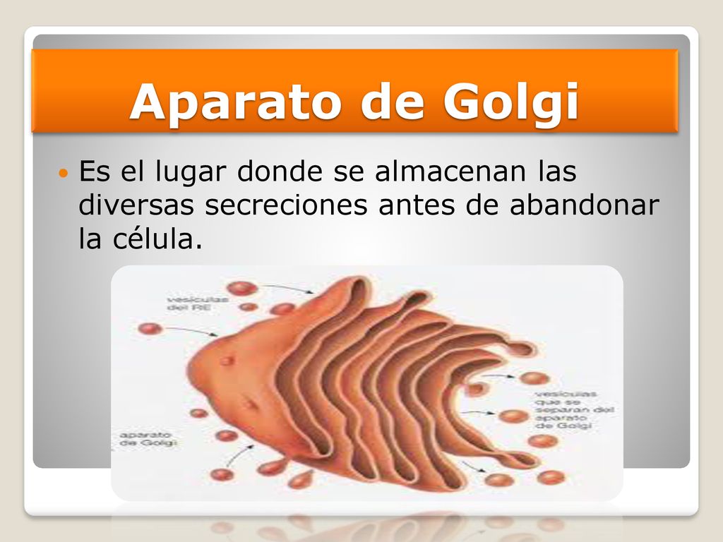 Aparato de Golgi Es el lugar donde se almacenan las diversas secreciones antes de abandonar la célula.