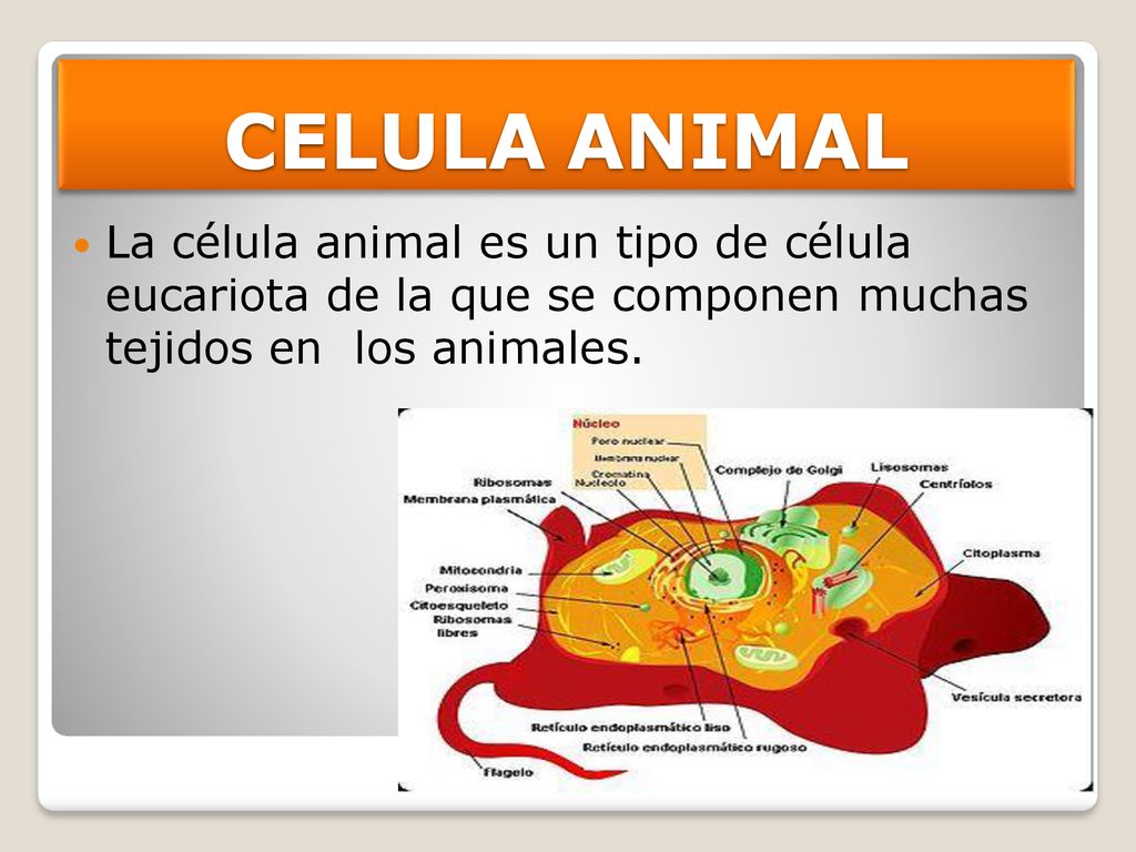 CELULA ANIMAL La célula animal es un tipo de célula eucariota de la que se componen muchas tejidos en los animales.