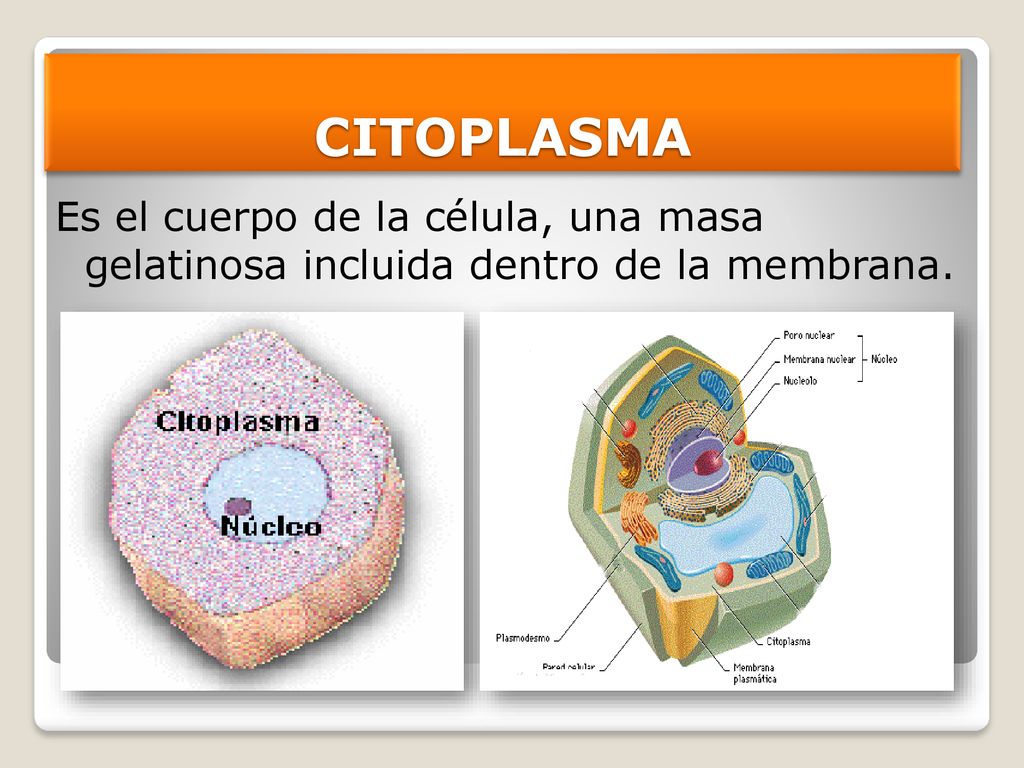 CITOPLASMA Es el cuerpo de la célula, una masa gelatinosa incluida dentro de la membrana.