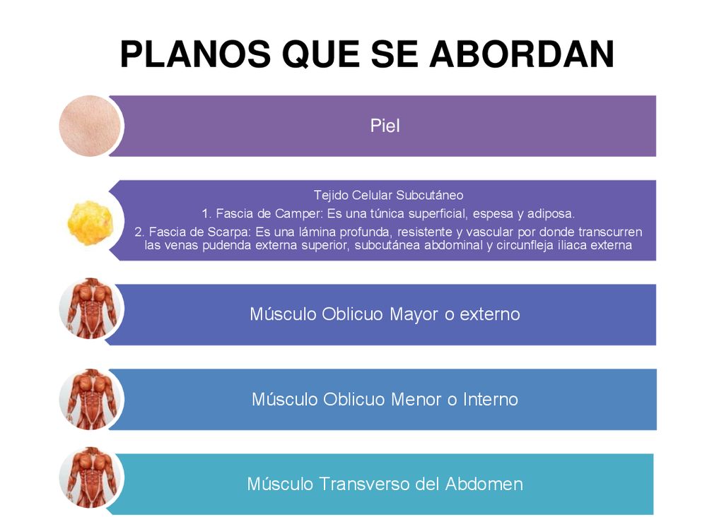 PLANOS QUE SE ABORDAN Piel Músculo Oblicuo Mayor o externo
