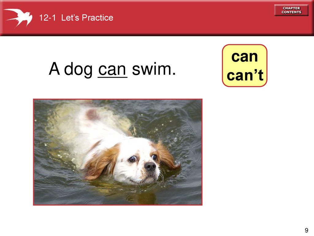 12-1 Let’s Practice can can’t A dog ___ swim. can