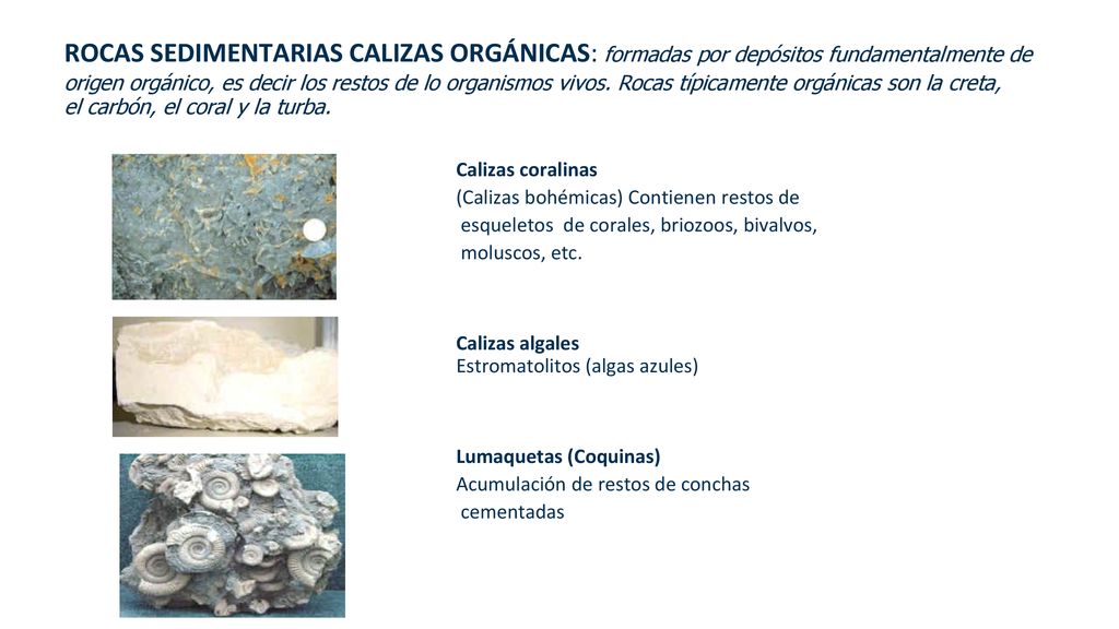 ROCAS SEDIMENTARIAS CALIZAS ORGÁNICAS: formadas por depósitos fundamentalmente de origen orgánico, es decir los restos de lo organismos vivos. Rocas típicamente orgánicas son la creta, el carbón, el coral y la turba.