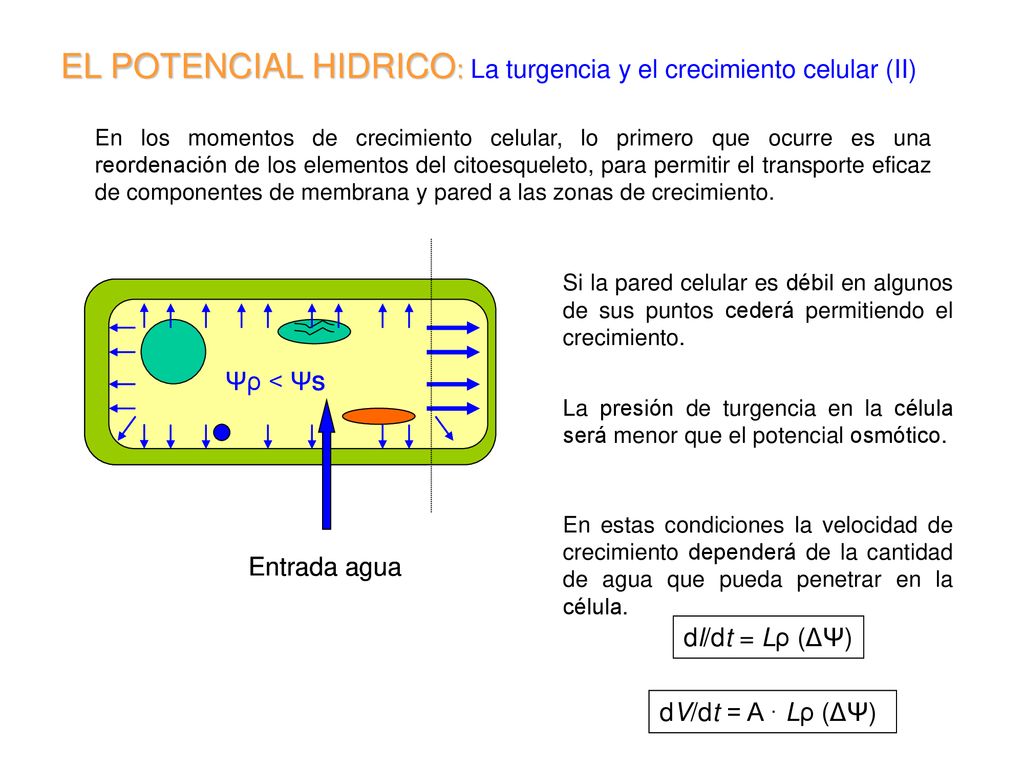 EL POTENCIAL HIDRICO: La turgencia y el crecimiento celular (II)