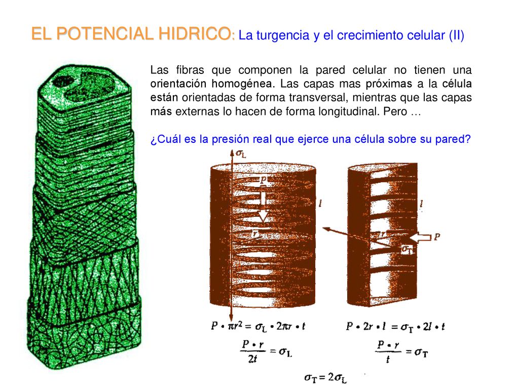 EL POTENCIAL HIDRICO: La turgencia y el crecimiento celular (II)