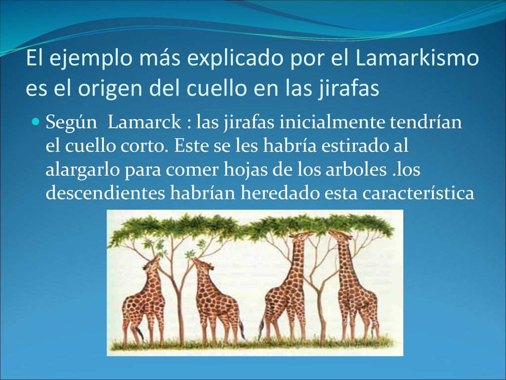El ejemplo más explicado por el Lamarkismo es el origen del cuello en las jirafas