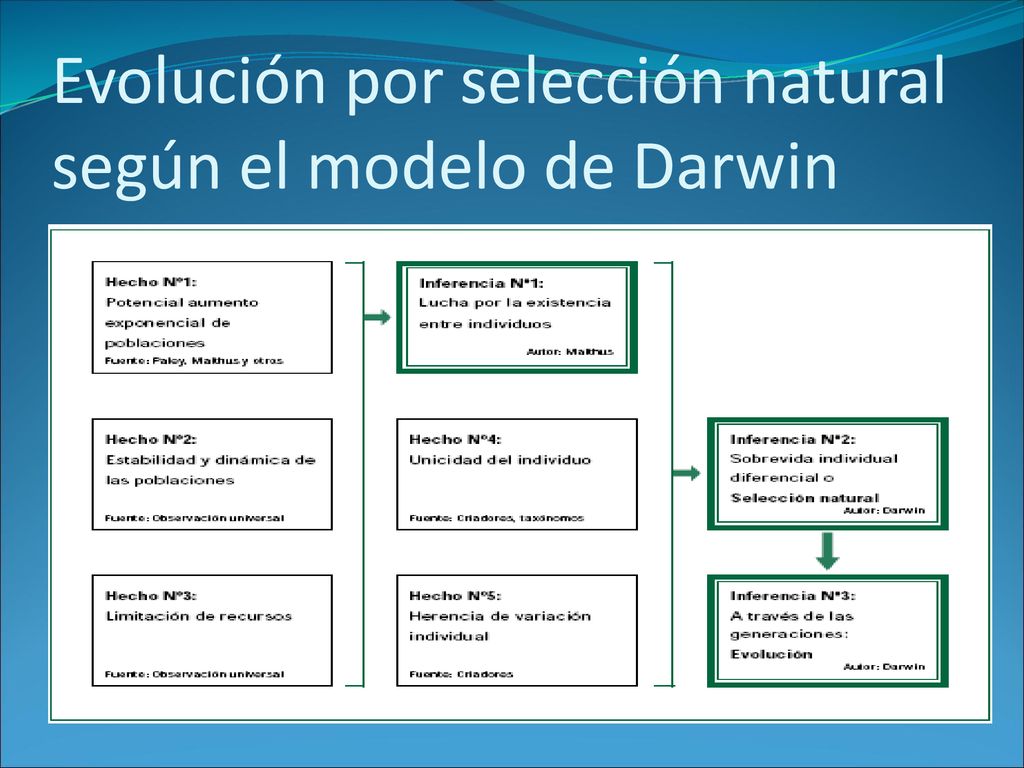 Evolución por selección natural según el modelo de Darwin
