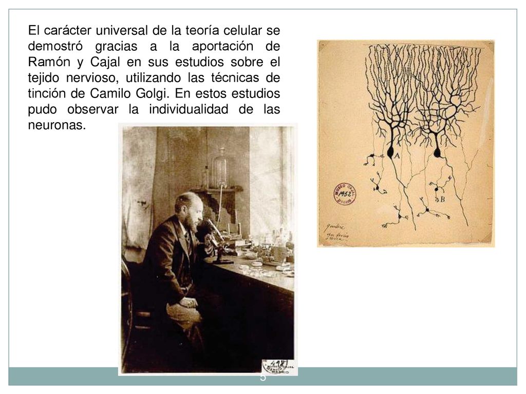 El carácter universal de la teoría celular se demostró gracias a la aportación de Ramón y Cajal en sus estudios sobre el tejido nervioso, utilizando las técnicas de tinción de Camilo Golgi.