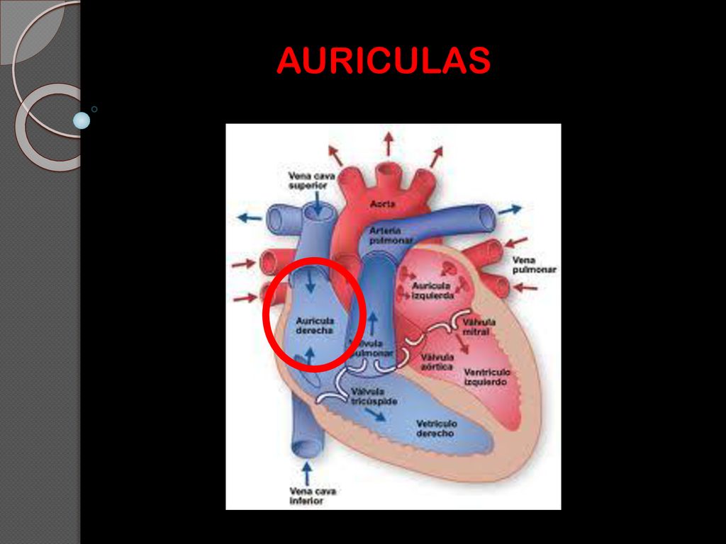 AURICULAS PD: Los cardiomiocitos son células del miocardio o músculo cardíaco capaces de contraerse de forma espontánea e individual.