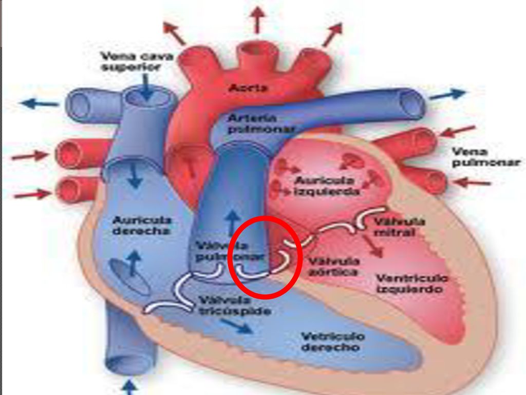 VENTRICULOS PD: Los cardiomiocitos son células del miocardio o músculo cardíaco capaces de contraerse de forma espontánea e individual.