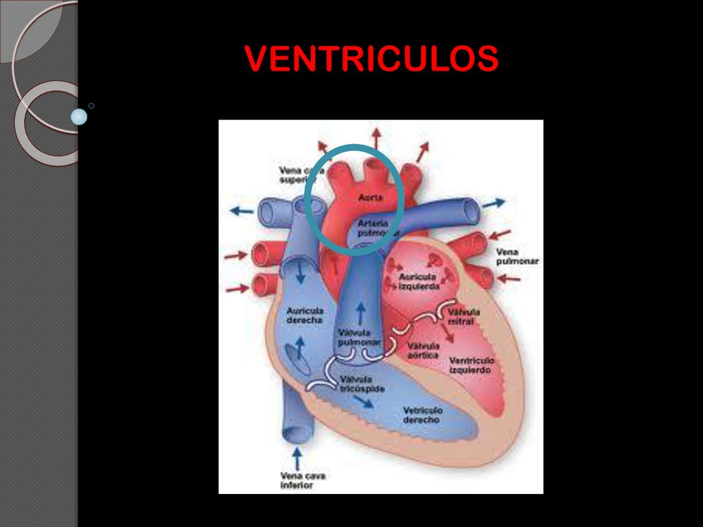 VENTRICULOS PD: Los cardiomiocitos son células del miocardio o músculo cardíaco capaces de contraerse de forma espontánea e individual.