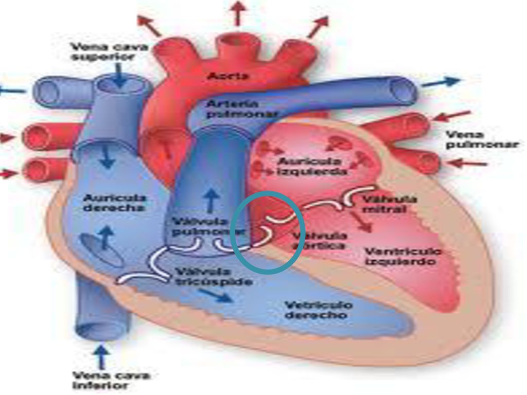 VENTRICULOS PD: Los cardiomiocitos son células del miocardio o músculo cardíaco capaces de contraerse de forma espontánea e individual.