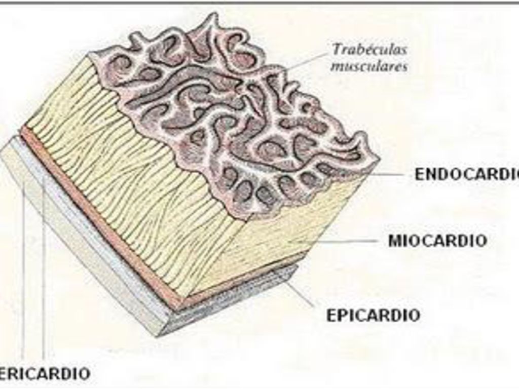CAPAS DEL CORAZON PD: Los cardiomiocitos son células del miocardio o músculo cardíaco capaces de contraerse de forma espontánea e individual.
