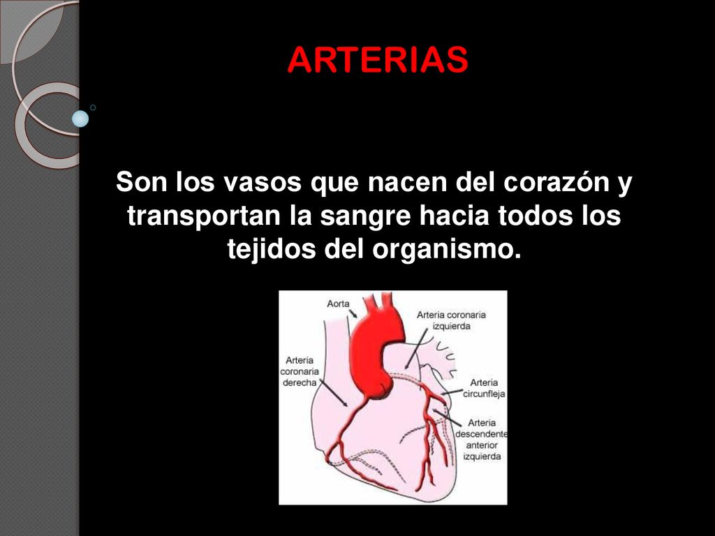 ARTERIAS Son los vasos que nacen del corazón y transportan la sangre hacia todos los tejidos del organismo.
