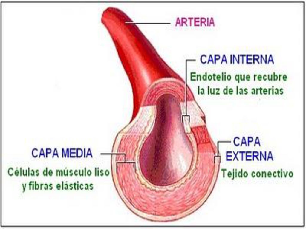 ARTERIAS PD: Los cardiomiocitos son células del miocardio o músculo cardíaco capaces de contraerse de forma espontánea e individual.