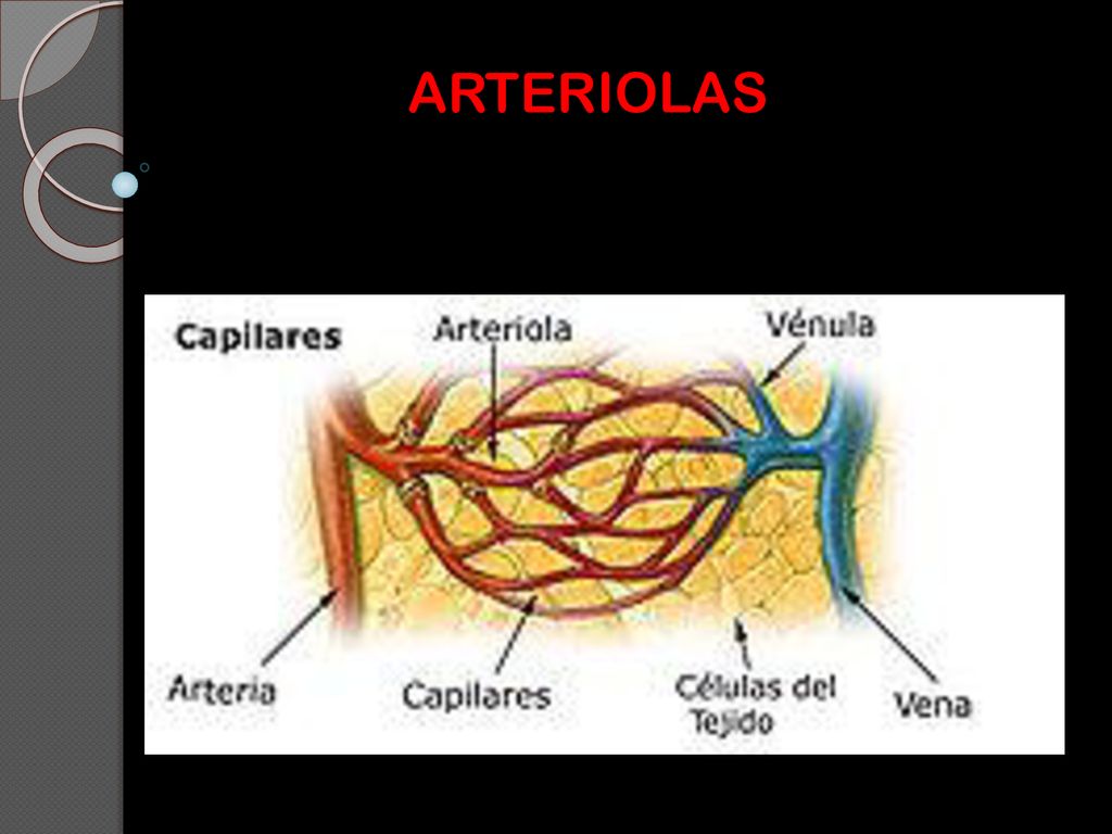 ARTERIOLAS PD: Los cardiomiocitos son células del miocardio o músculo cardíaco capaces de contraerse de forma espontánea e individual.