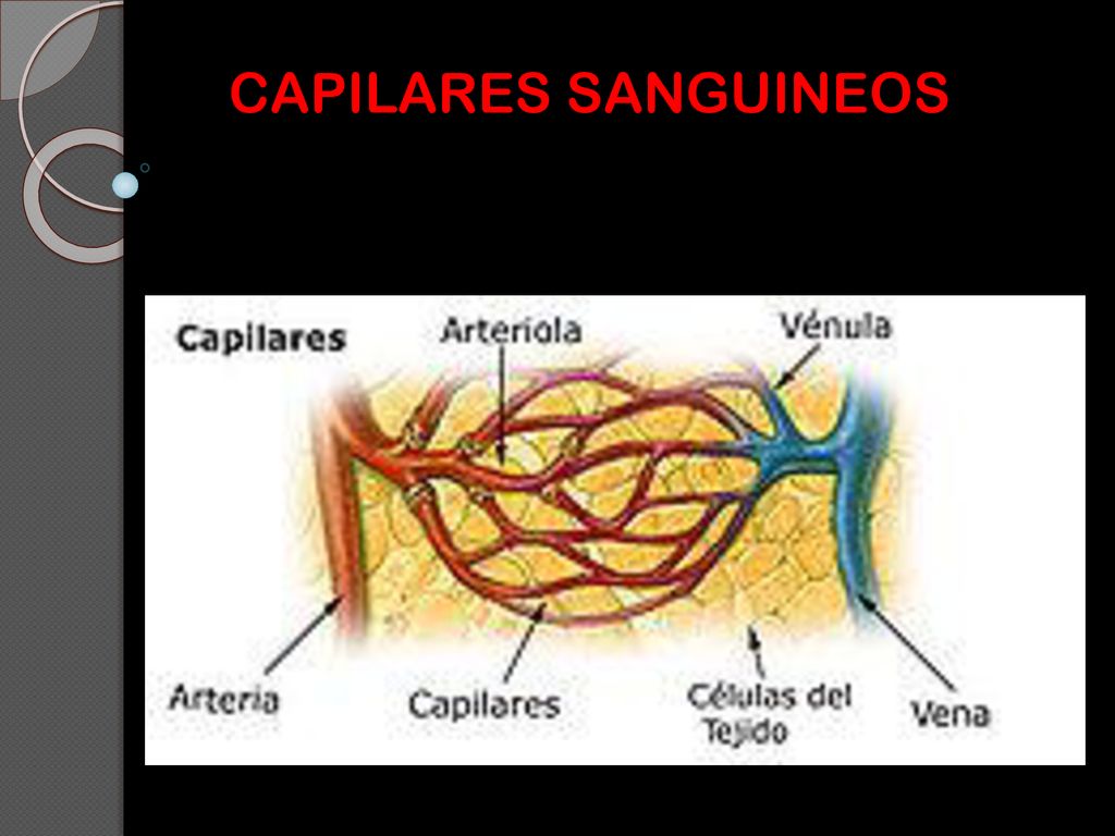 CAPILARES SANGUINEOS PD: Los cardiomiocitos son células del miocardio o músculo cardíaco capaces de contraerse de forma espontánea e individual.