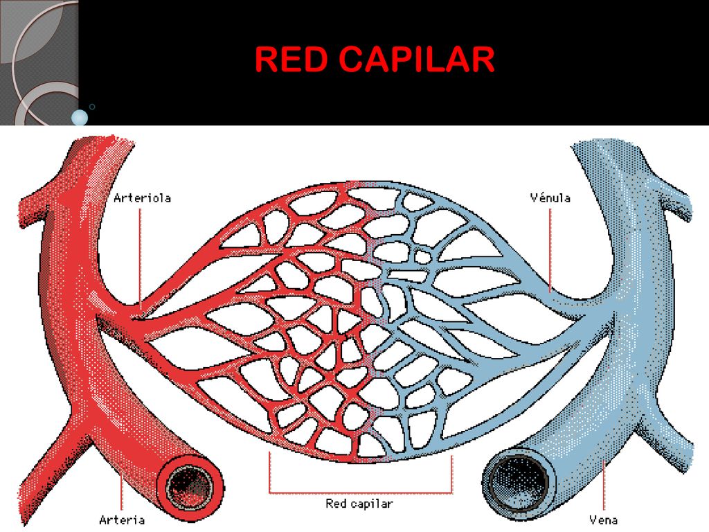 RED CAPILAR PD: Los cardiomiocitos son células del miocardio o músculo cardíaco capaces de contraerse de forma espontánea e individual.
