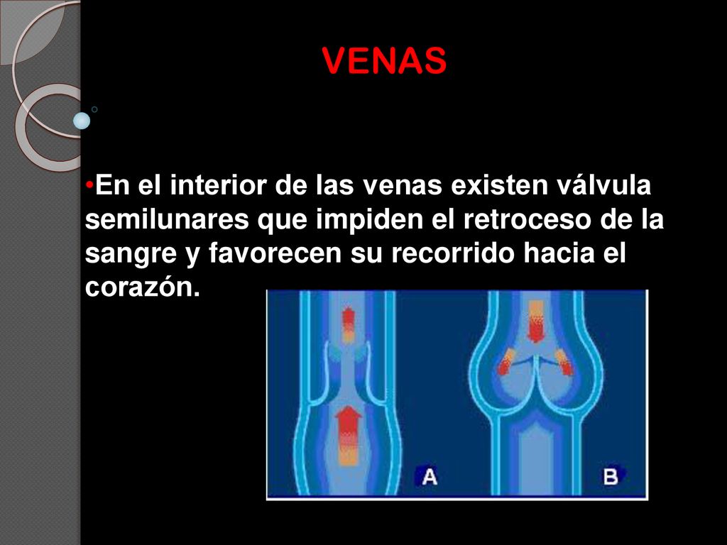 VENAS En el interior de las venas existen válvula semilunares que impiden el retroceso de la sangre y favorecen su recorrido hacia el corazón.