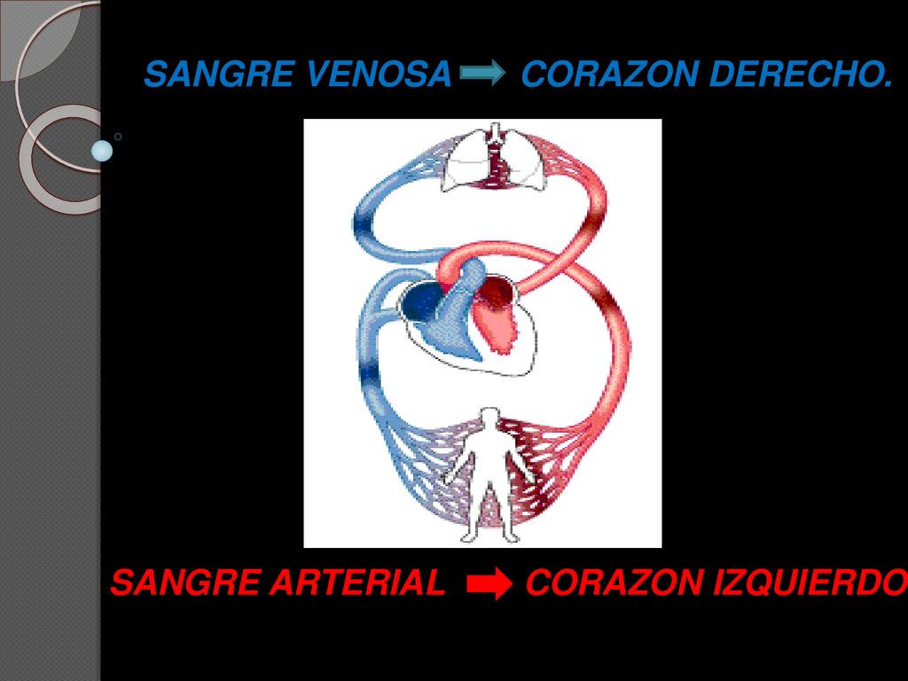 SANGRE VENOSA CORAZON DERECHO. SANGRE ARTERIAL CORAZON IZQUIERDO