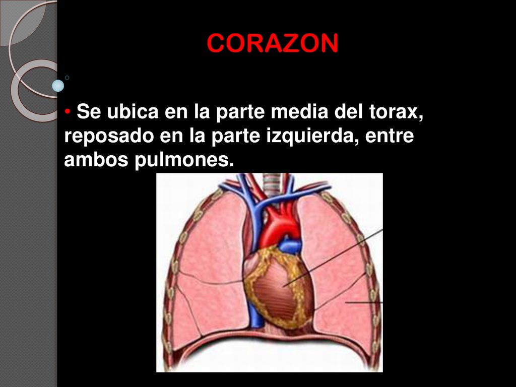 CORAZON Se ubica en la parte media del torax, reposado en la parte izquierda, entre ambos pulmones.