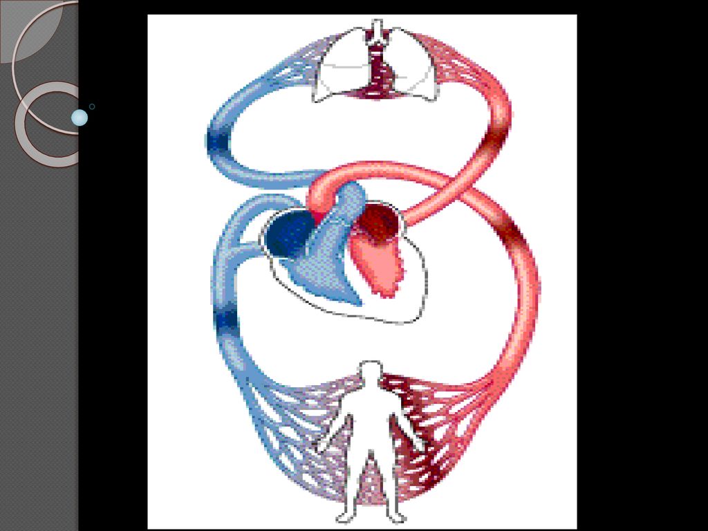PD: Los cardiomiocitos son células del miocardio o músculo cardíaco capaces de contraerse de forma espontánea e individual.