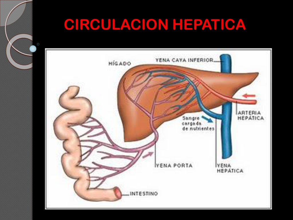 CIRCULACION HEPATICA PD: Los cardiomiocitos son células del miocardio o músculo cardíaco capaces de contraerse de forma espontánea e individual.