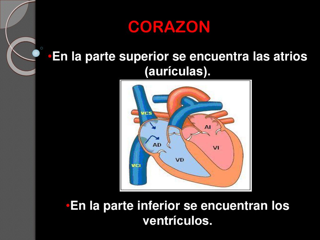 CORAZON En la parte superior se encuentra las atrios (aurículas).