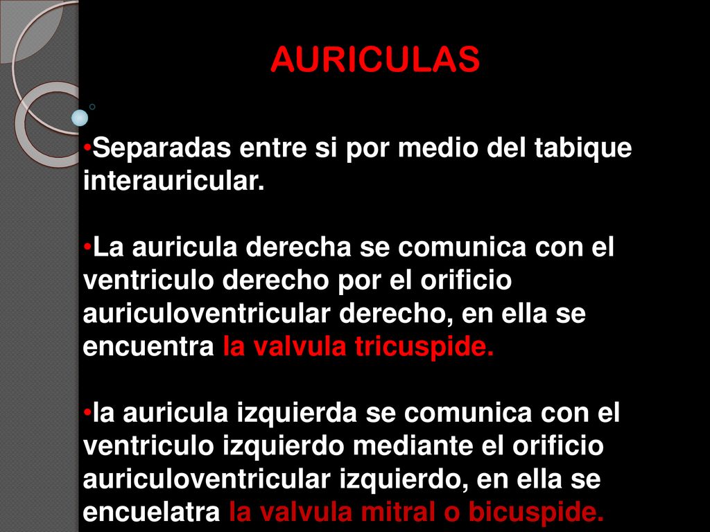 AURICULAS Separadas entre si por medio del tabique interauricular.