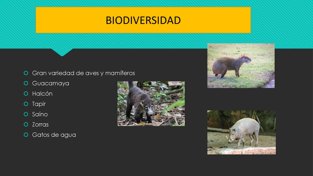 BIODIVERSIDAD Gran variedad de aves y mamíferos Guacamaya Halcón Tapir