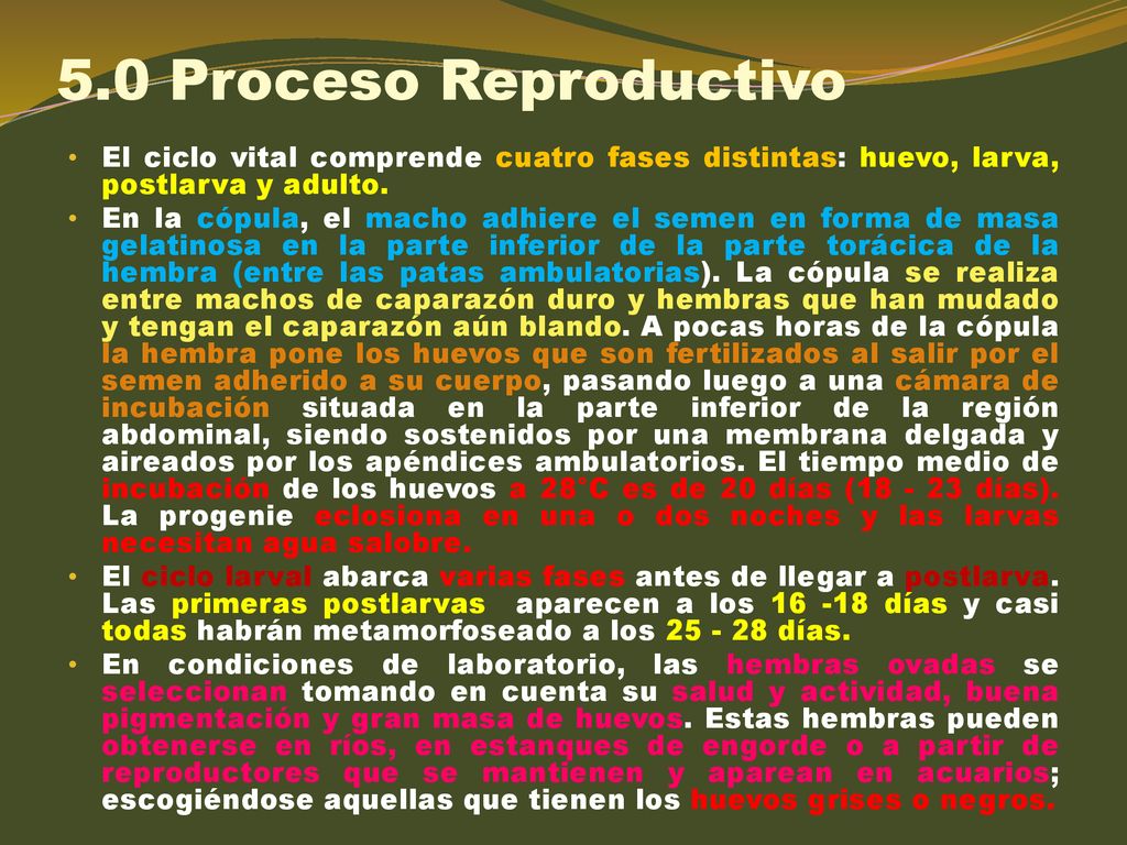 5.0 Proceso Reproductivo El ciclo vital comprende cuatro fases distintas: huevo, larva, postlarva y adulto.