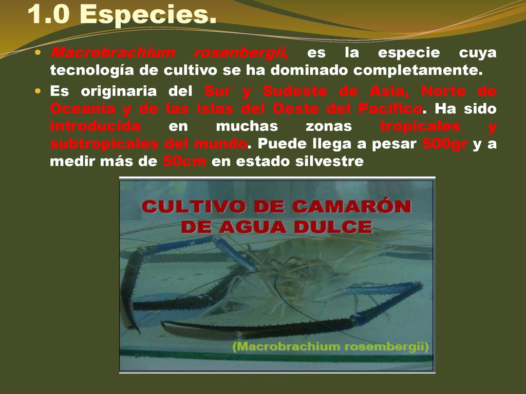 1.0 Especies. Macrobrachium rosenbergii, es la especie cuya tecnología de cultivo se ha dominado completamente.