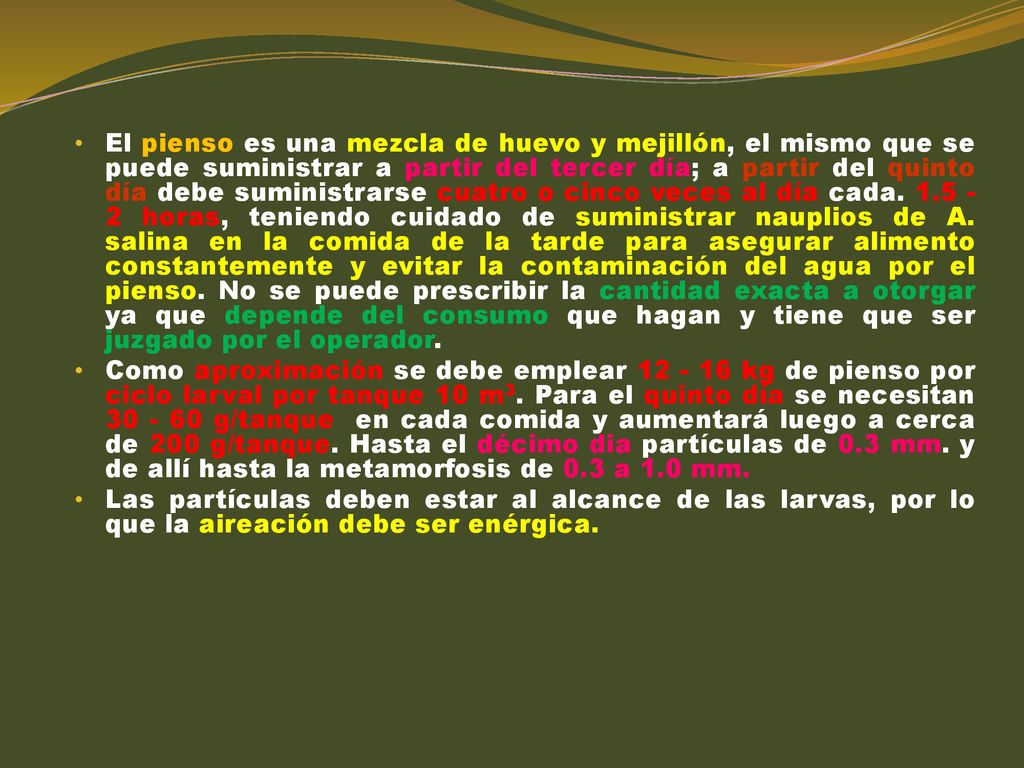 El pienso es una mezcla de huevo y mejillón, el mismo que se puede suministrar a partir del tercer día; a partir del quinto día debe suministrarse cuatro o cinco veces al día cada horas, teniendo cuidado de suministrar nauplios de A. salina en la comida de la tarde para asegurar alimento constantemente y evitar la contaminación del agua por el pienso. No se puede prescribir la cantidad exacta a otorgar ya que depende del consumo que hagan y tiene que ser juzgado por el operador.