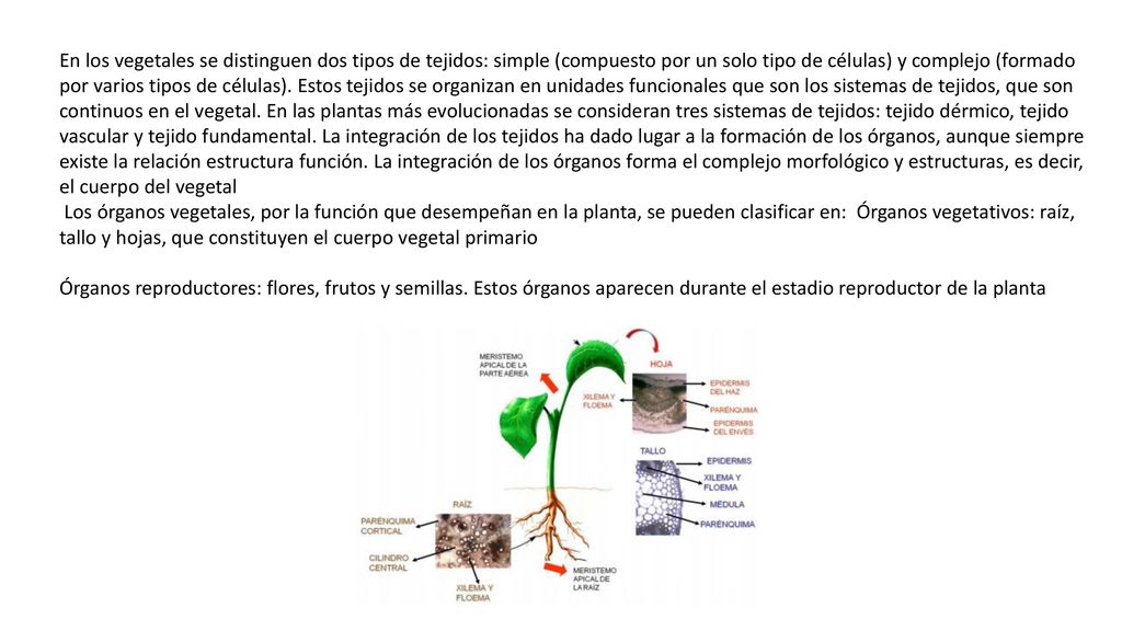 En los vegetales se distinguen dos tipos de tejidos: simple (compuesto por un solo tipo de células) y complejo (formado por varios tipos de células). Estos tejidos se organizan en unidades funcionales que son los sistemas de tejidos, que son continuos en el vegetal. En las plantas más evolucionadas se consideran tres sistemas de tejidos: tejido dérmico, tejido vascular y tejido fundamental. La integración de los tejidos ha dado lugar a la formación de los órganos, aunque siempre existe la relación estructura función. La integración de los órganos forma el complejo morfológico y estructuras, es decir, el cuerpo del vegetal