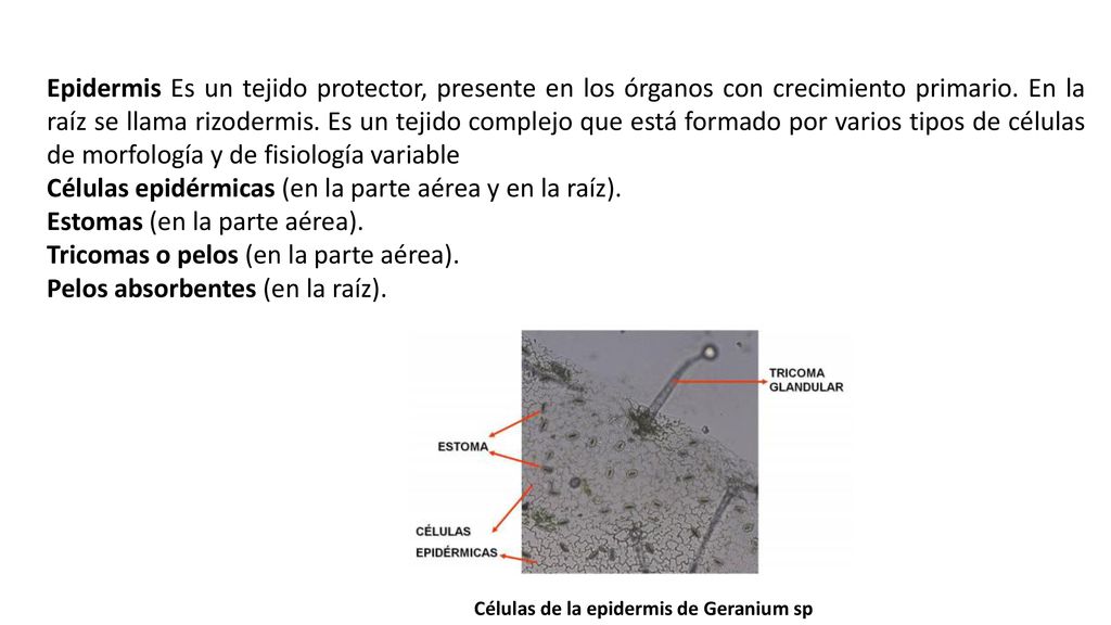 Células epidérmicas (en la parte aérea y en la raíz).