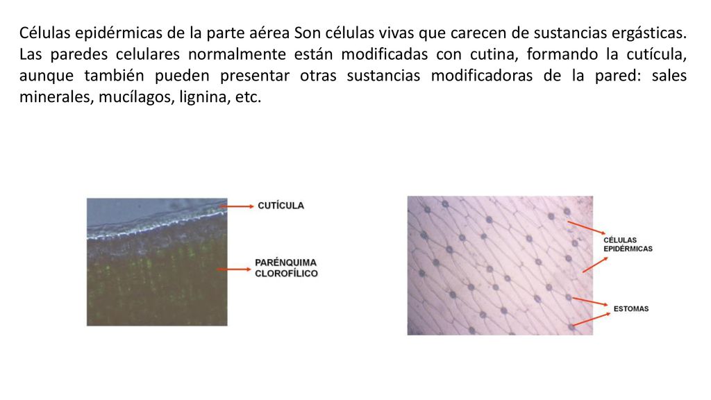Células epidérmicas de la parte aérea Son células vivas que carecen de sustancias ergásticas.